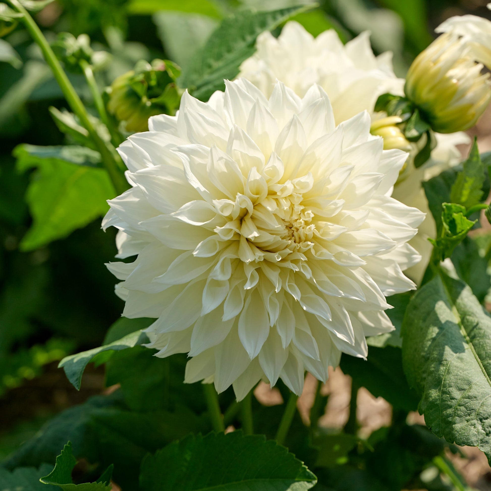 Dahlia mix 'Large flowering Mix'