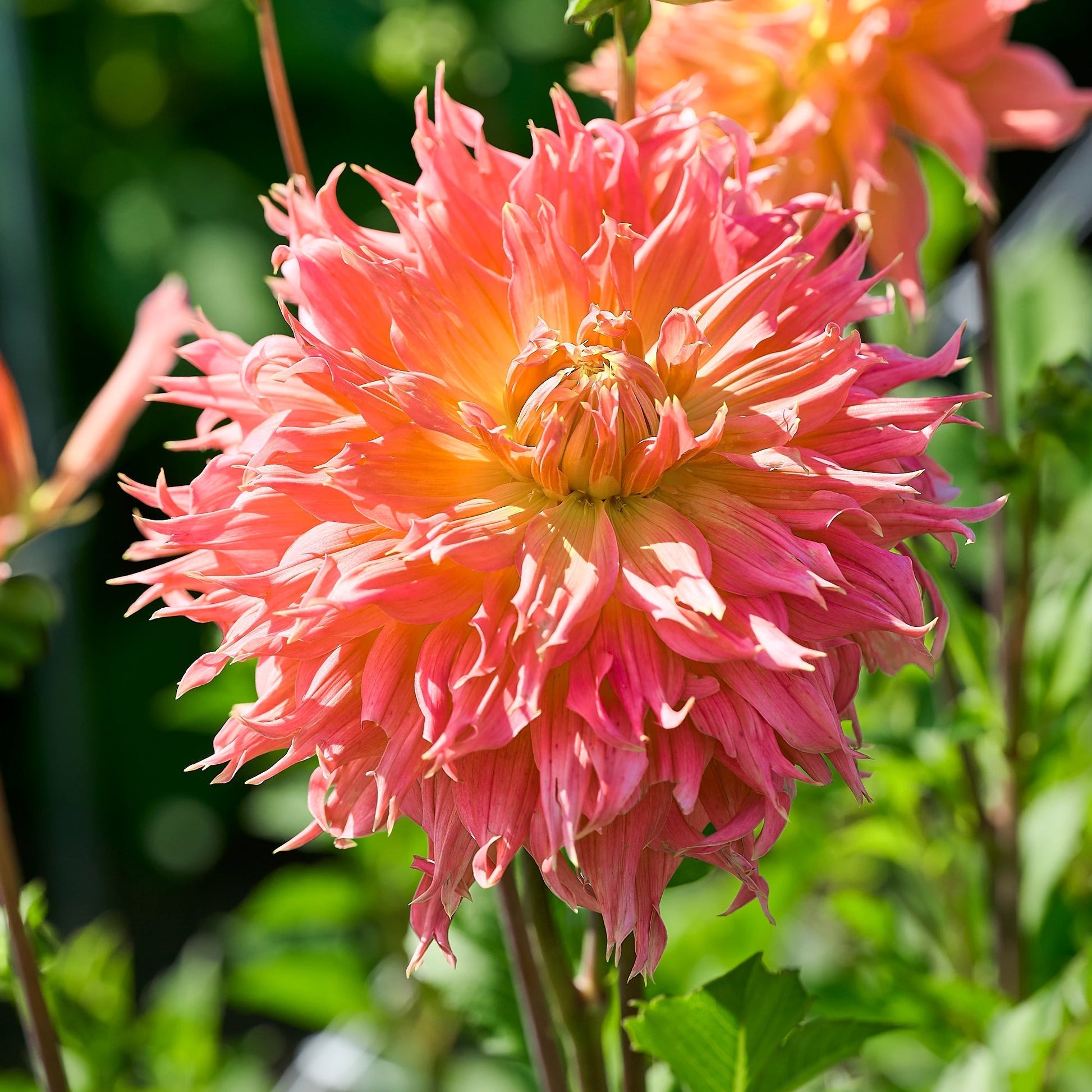Dahlia mix 'Large flowering Mix'
