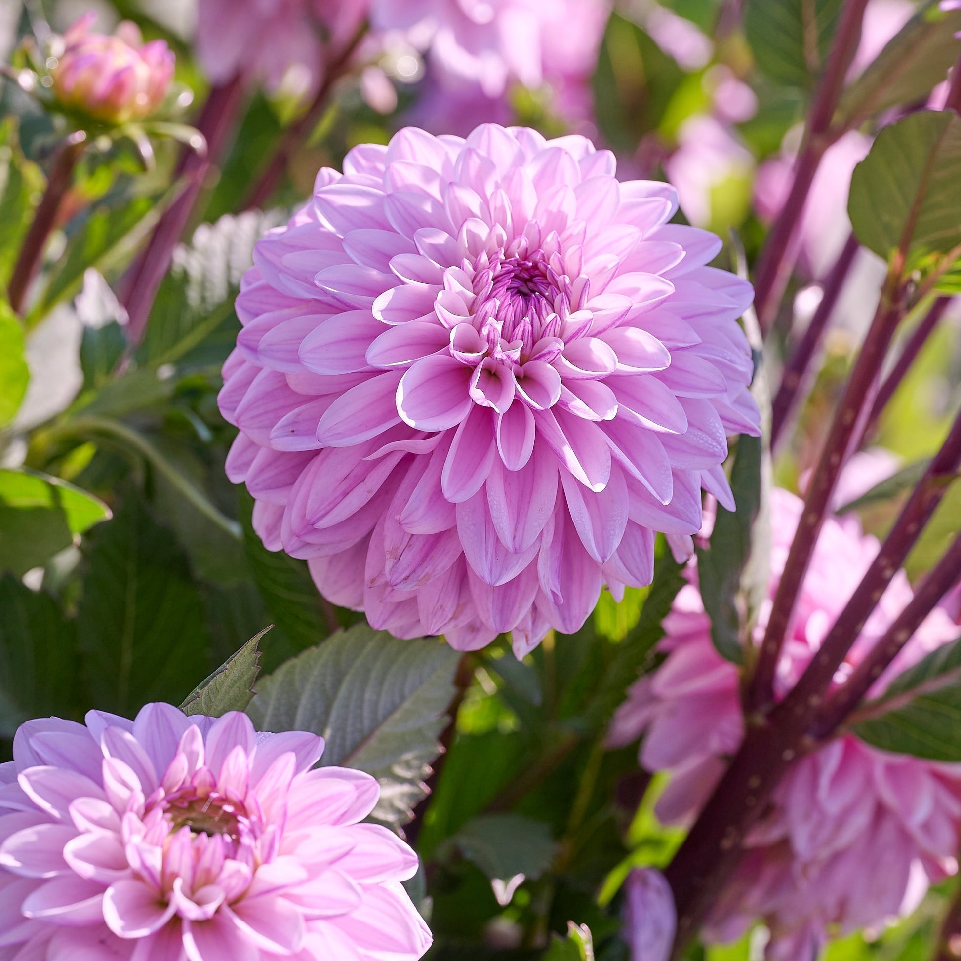 Dahlia mix 'Light purple mix'
