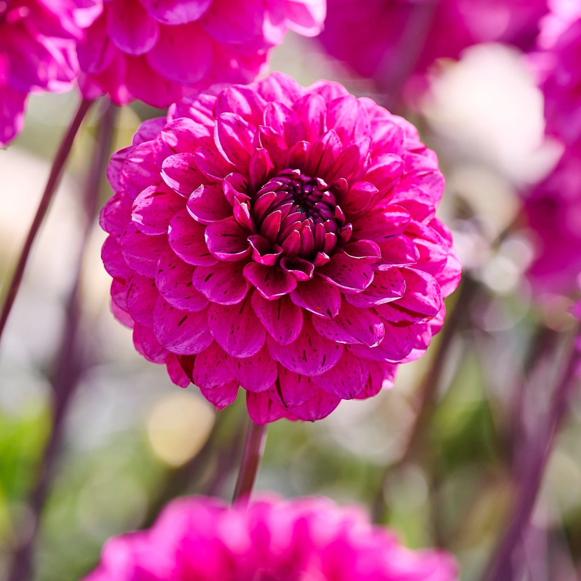 Dahlia mix 'Light purple mix'