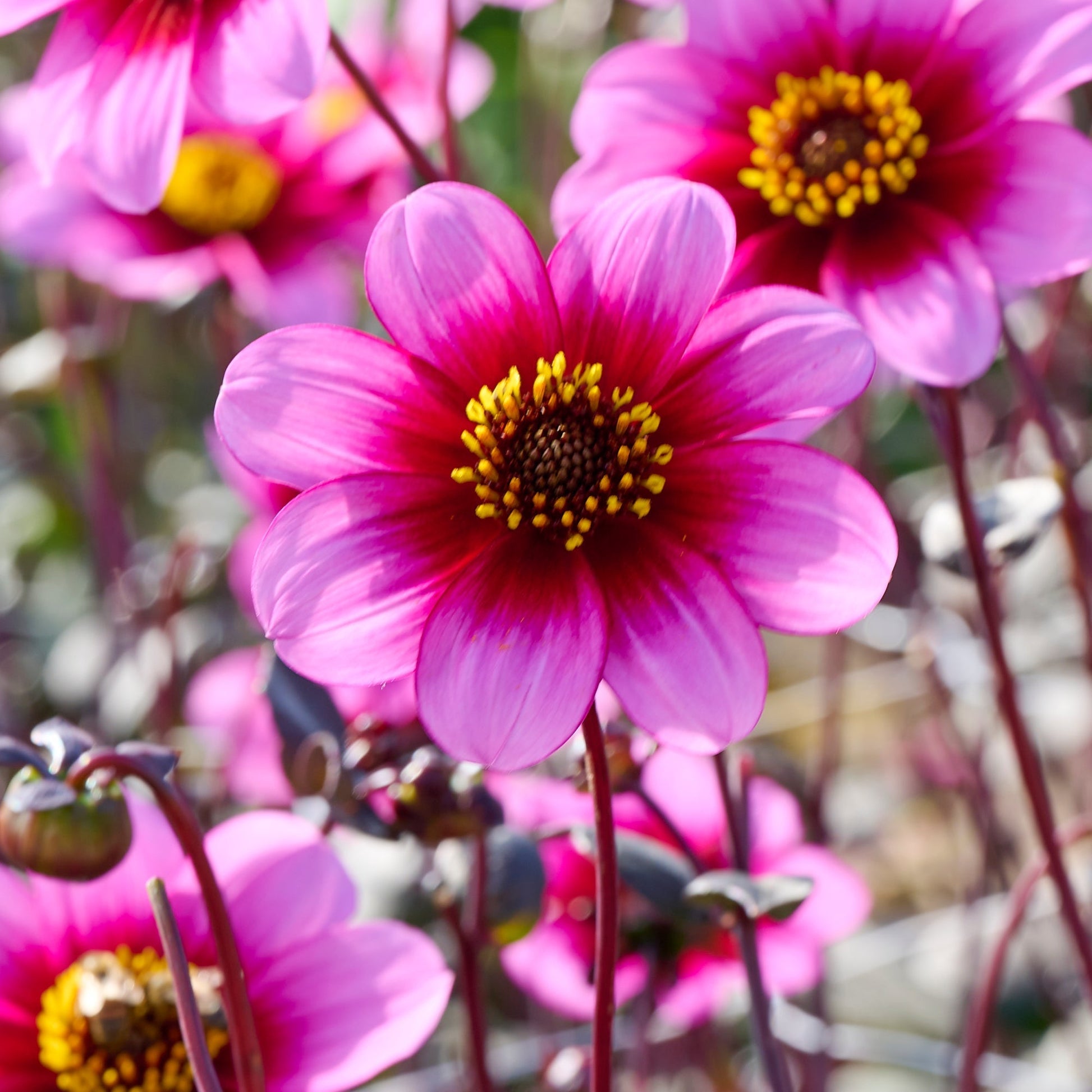 Dahlia mix 'Light purple mix'