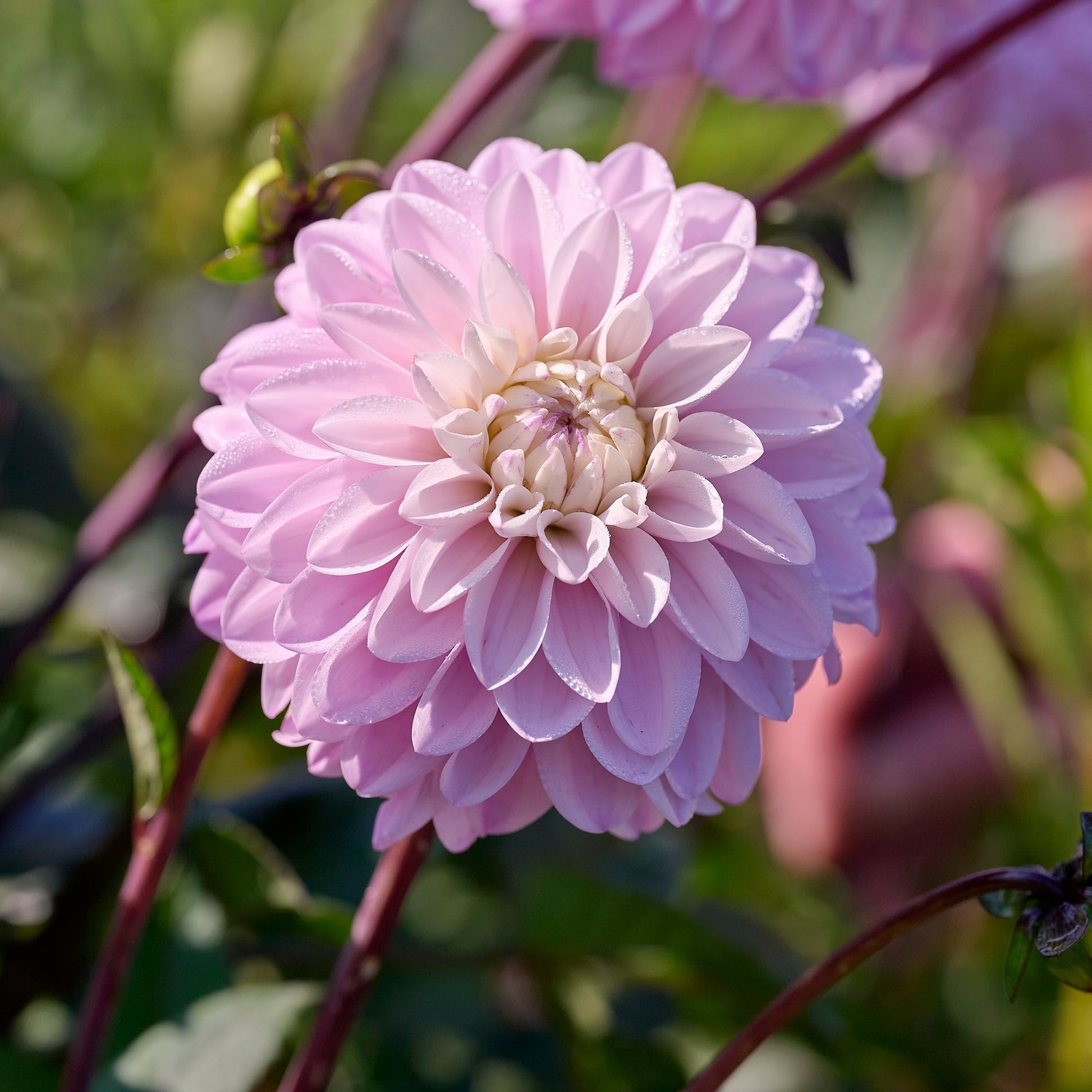 Dahlia mix 'Pastel deco Mix'