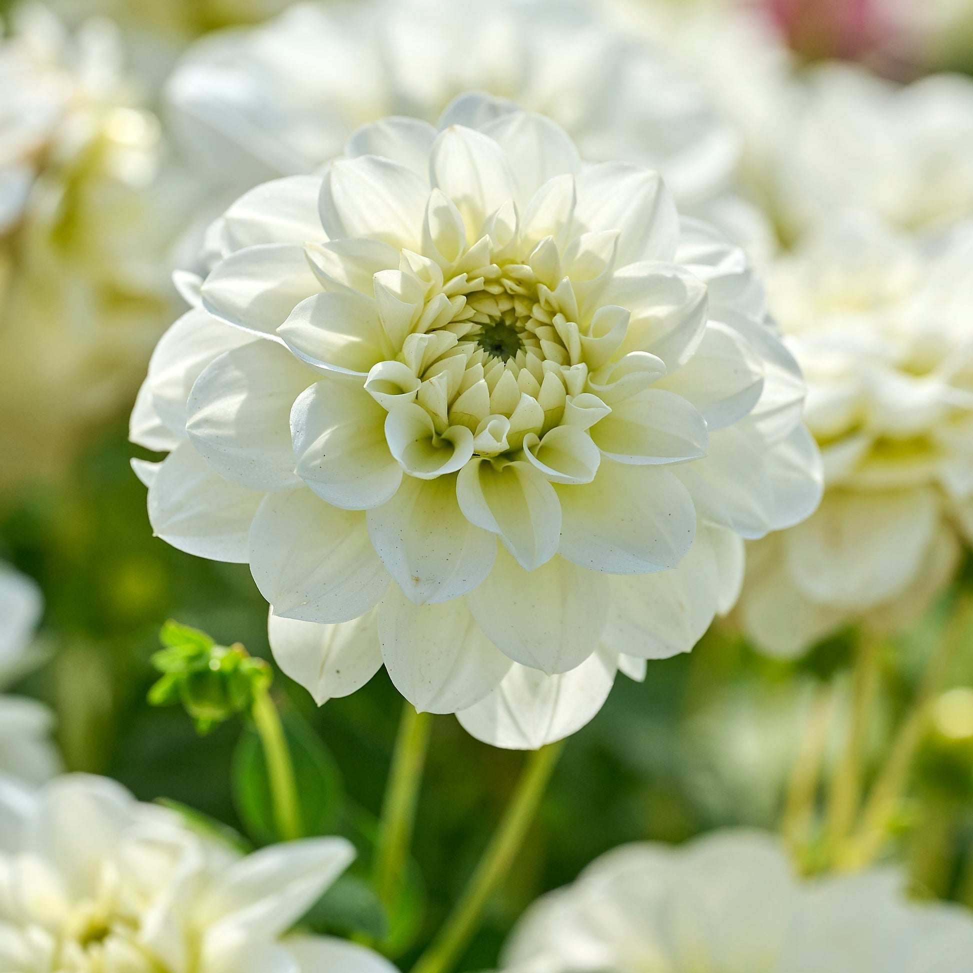 Dahlia mix 'Pastel deco Mix'