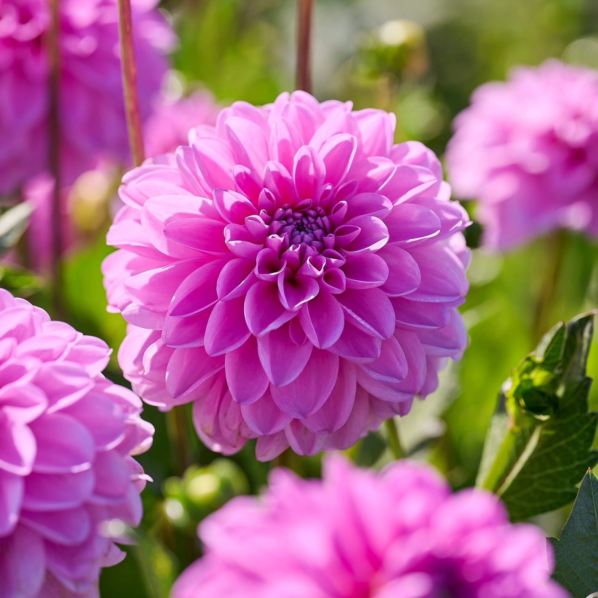 Dahlia mix 'Pastel deco Mix'