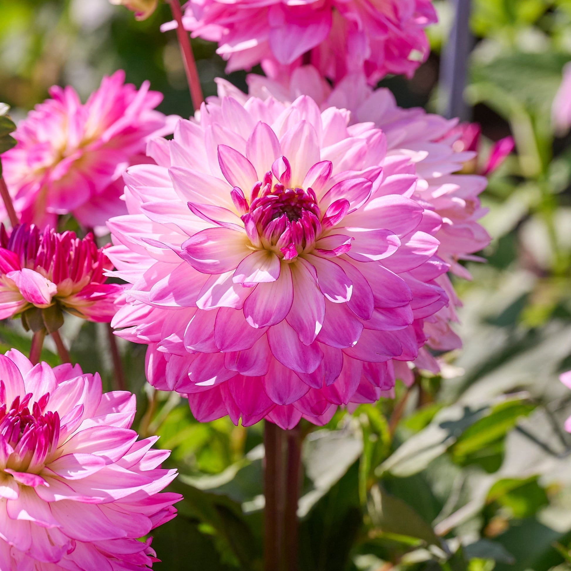 Dahlia mix 'Pink mix'