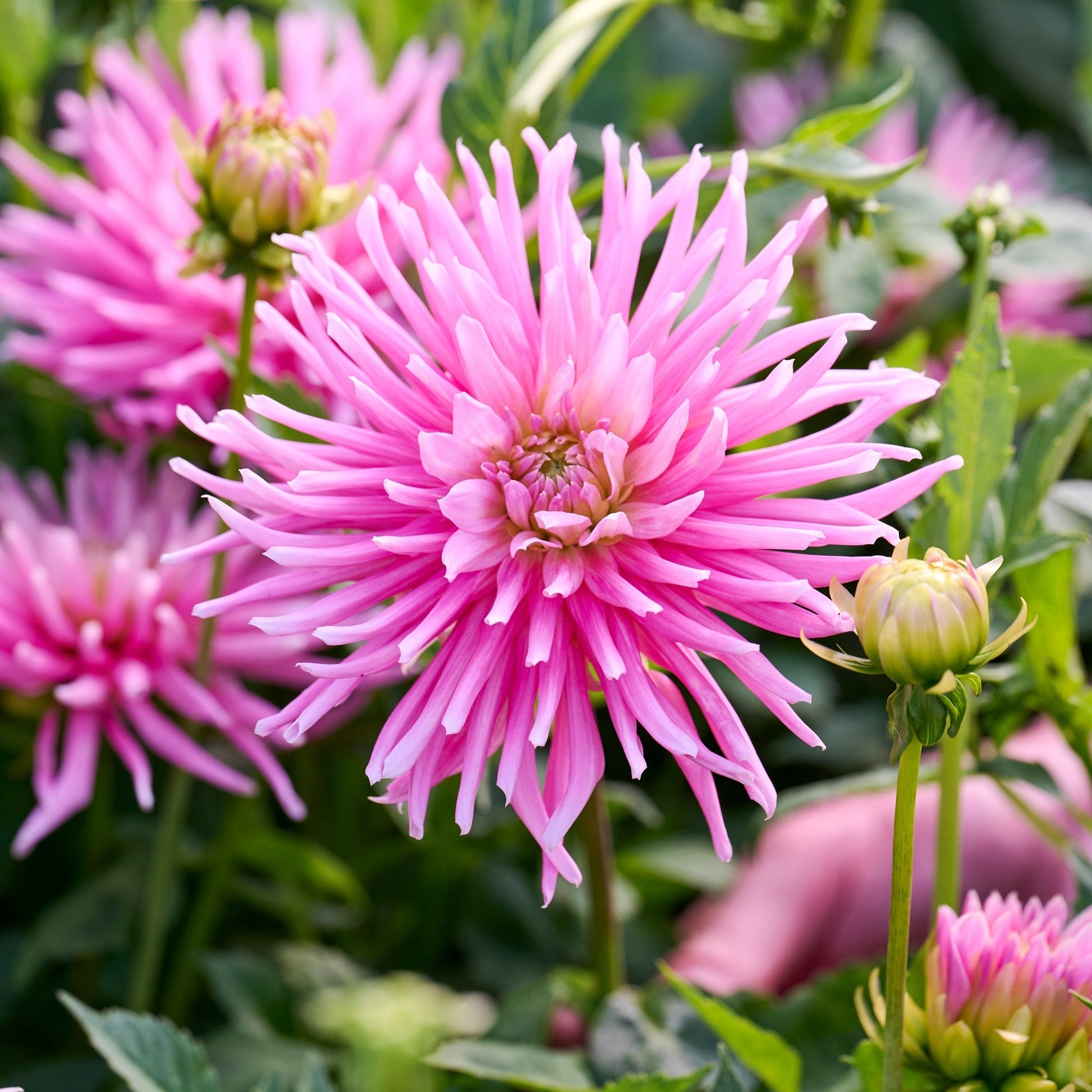 Dahlia mix 'Pink mix'