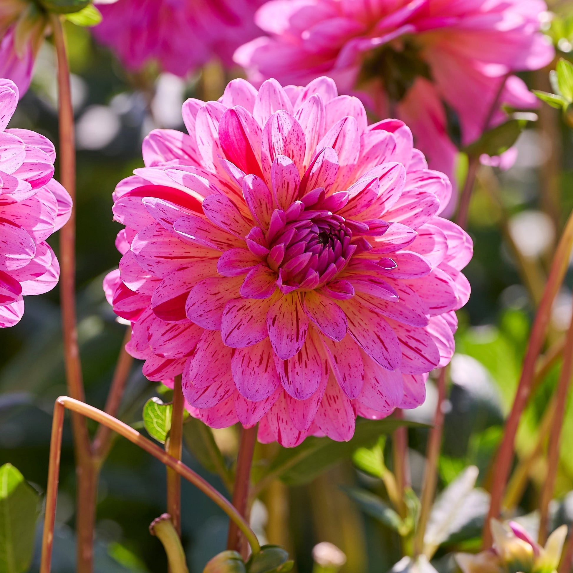 Dahlia mix 'Pink mix'