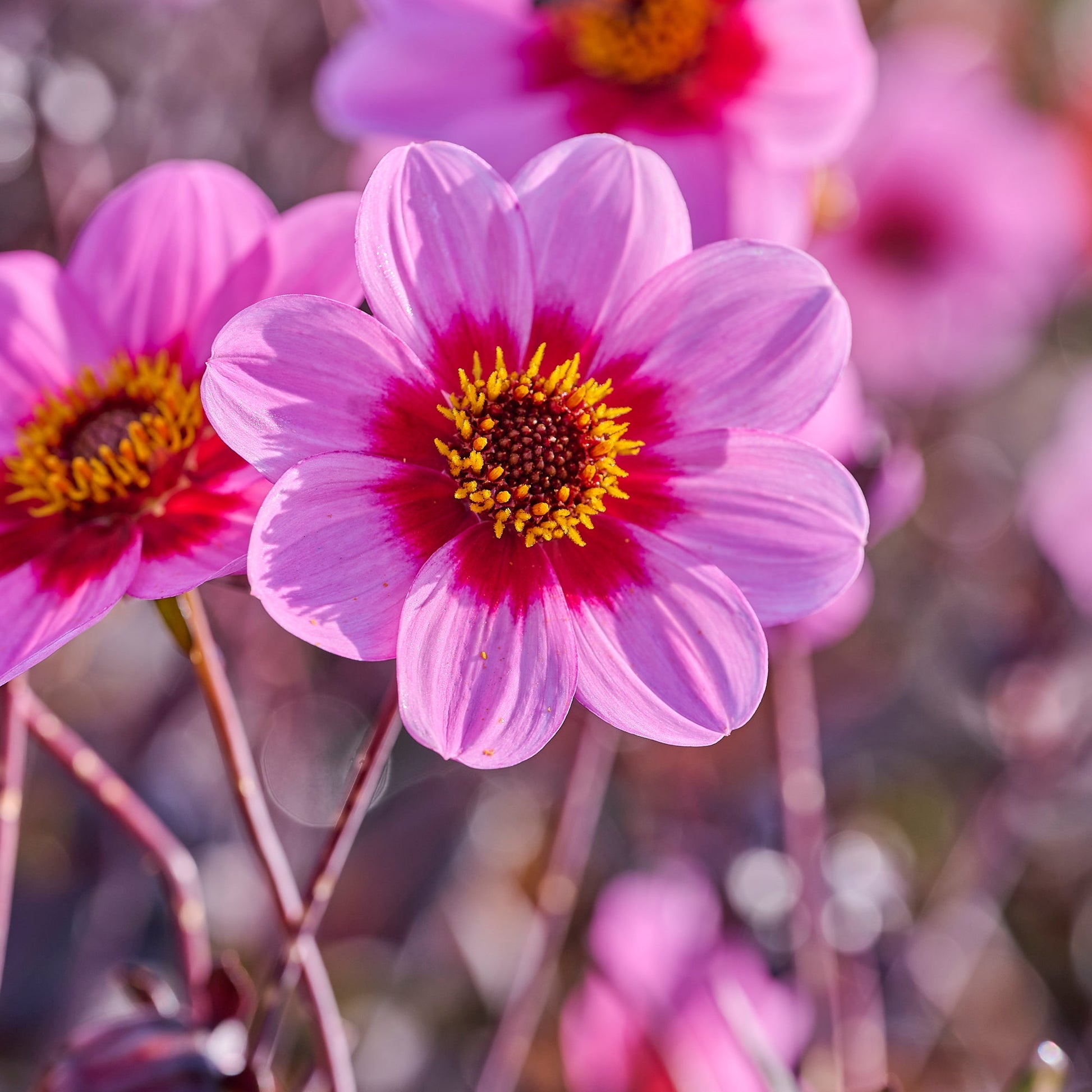 Dahlia mix 'Single Dahlia mix'