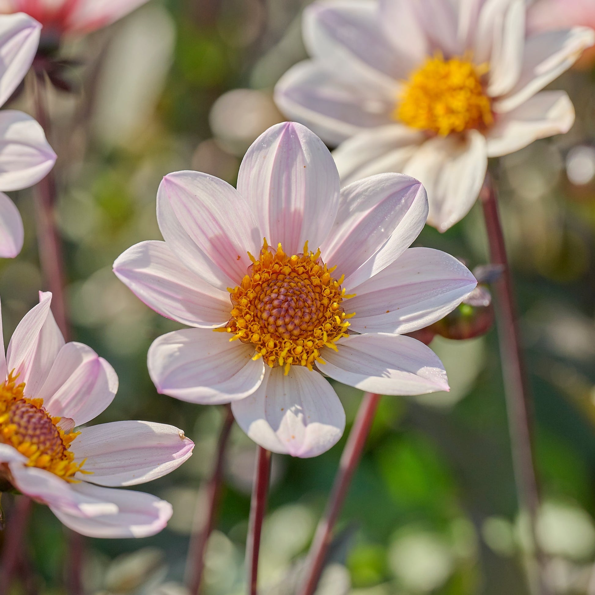 Dahlia mix 'Single Dahlia mix'