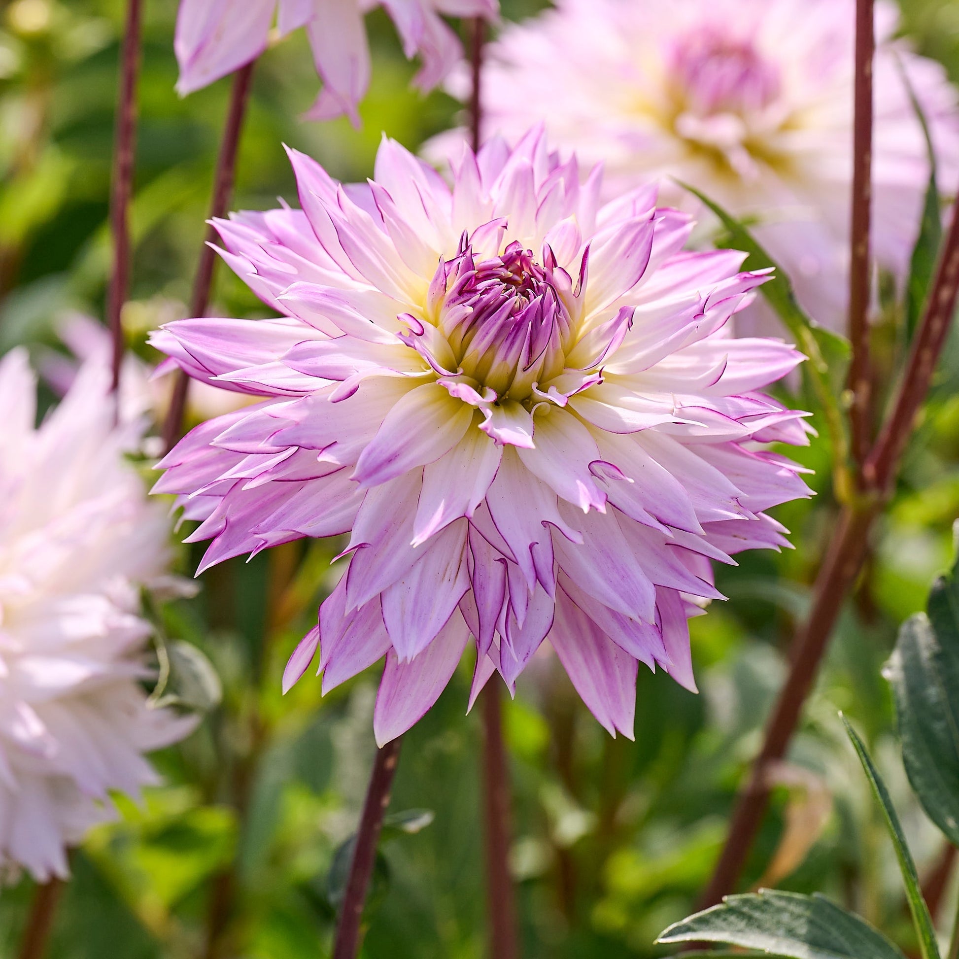 Dahlia mix 'Soft pastel Mix'