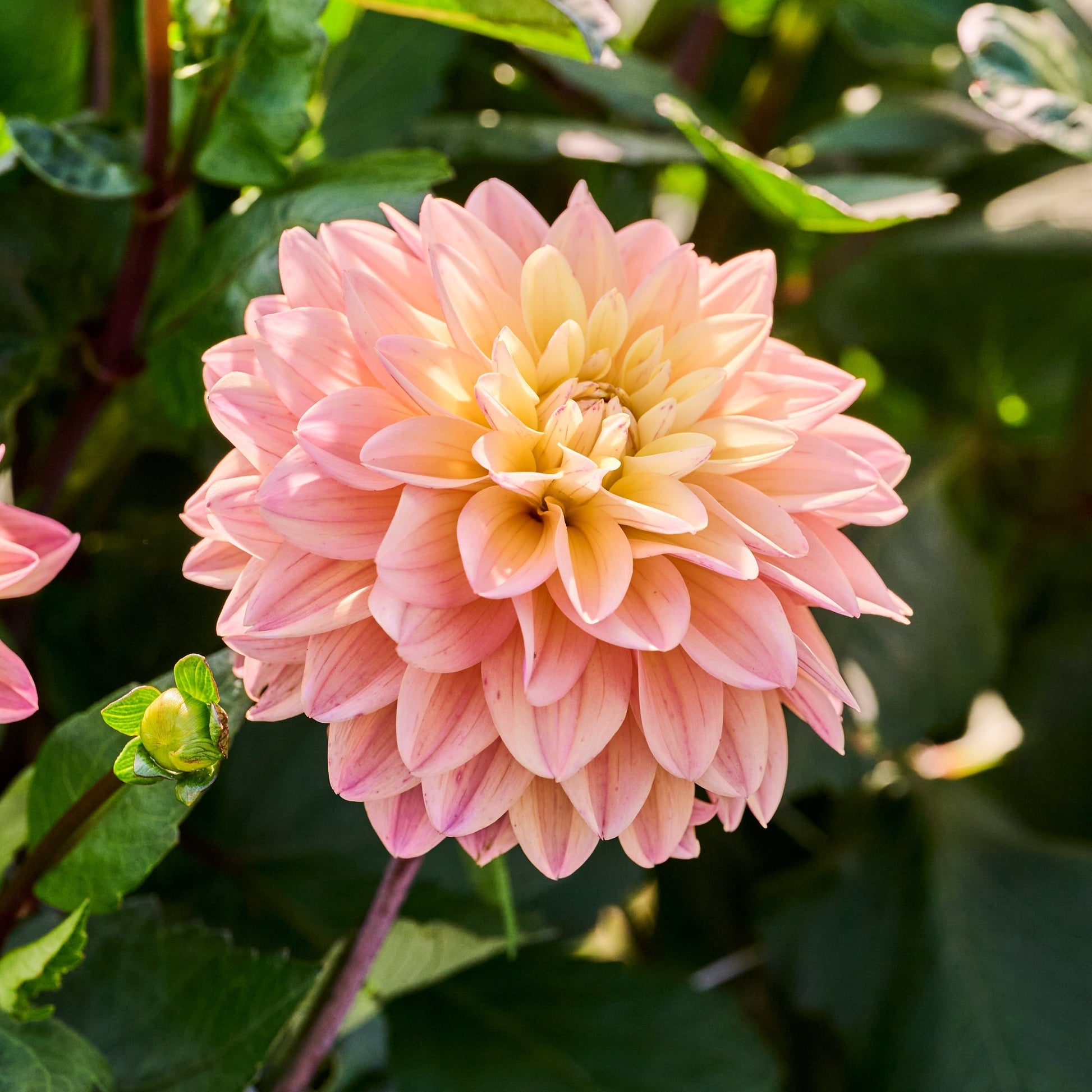 Dahlia mix 'Soft pastel Mix'