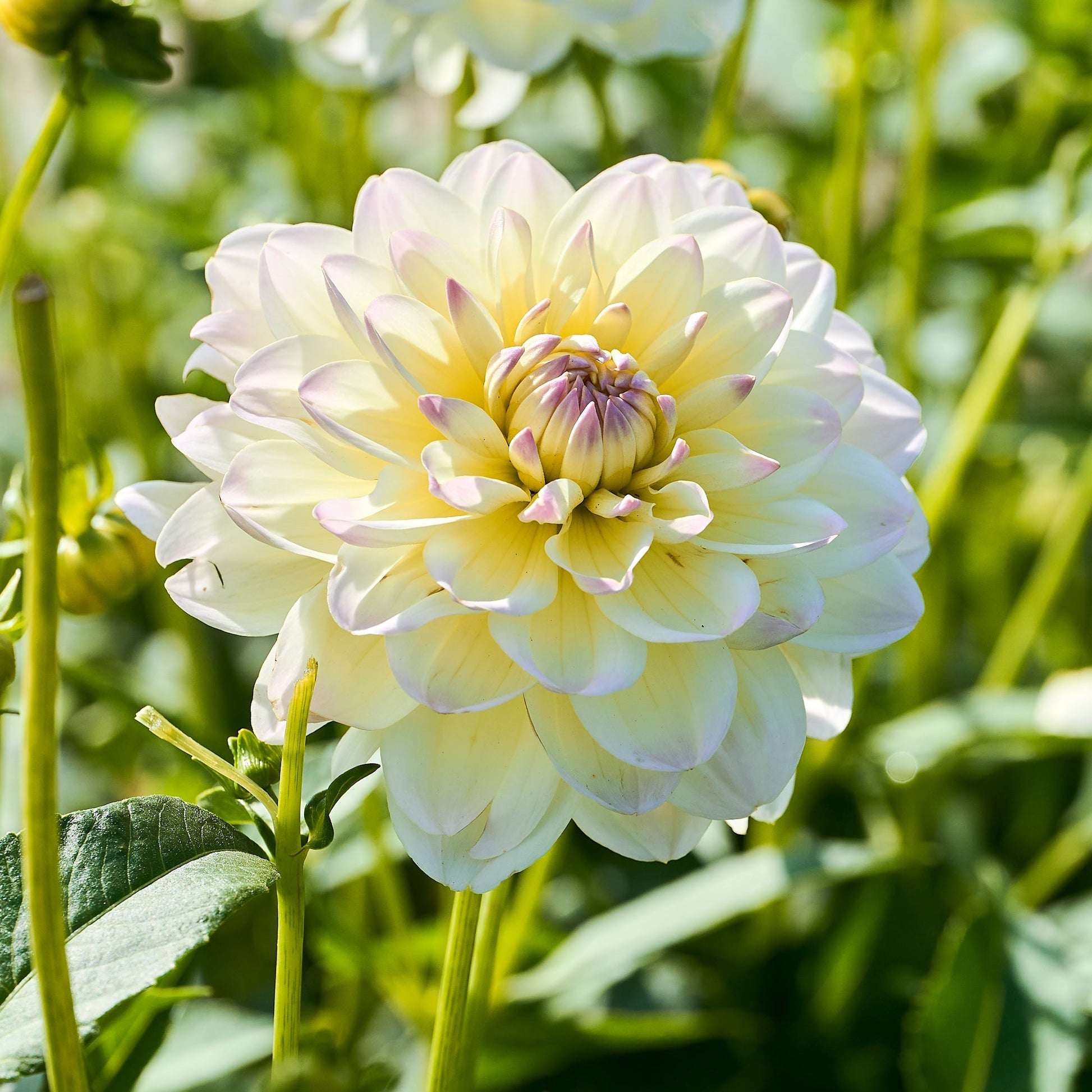 Dahlia mix 'Soft pastel Mix'