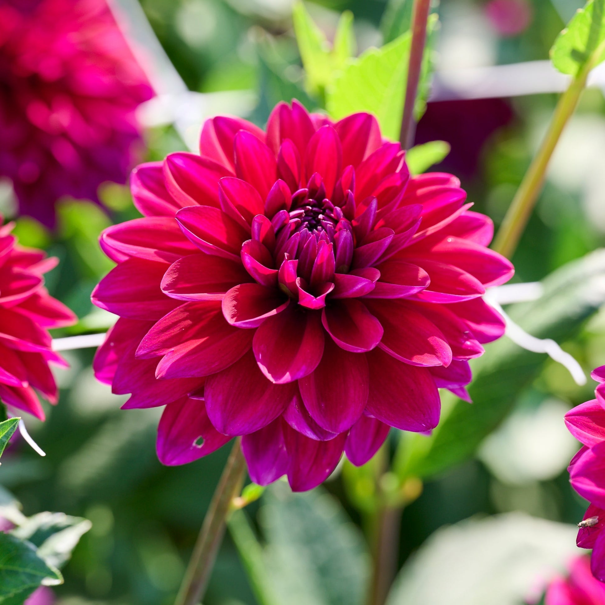 Dahlia mix 'Sorbet mix'