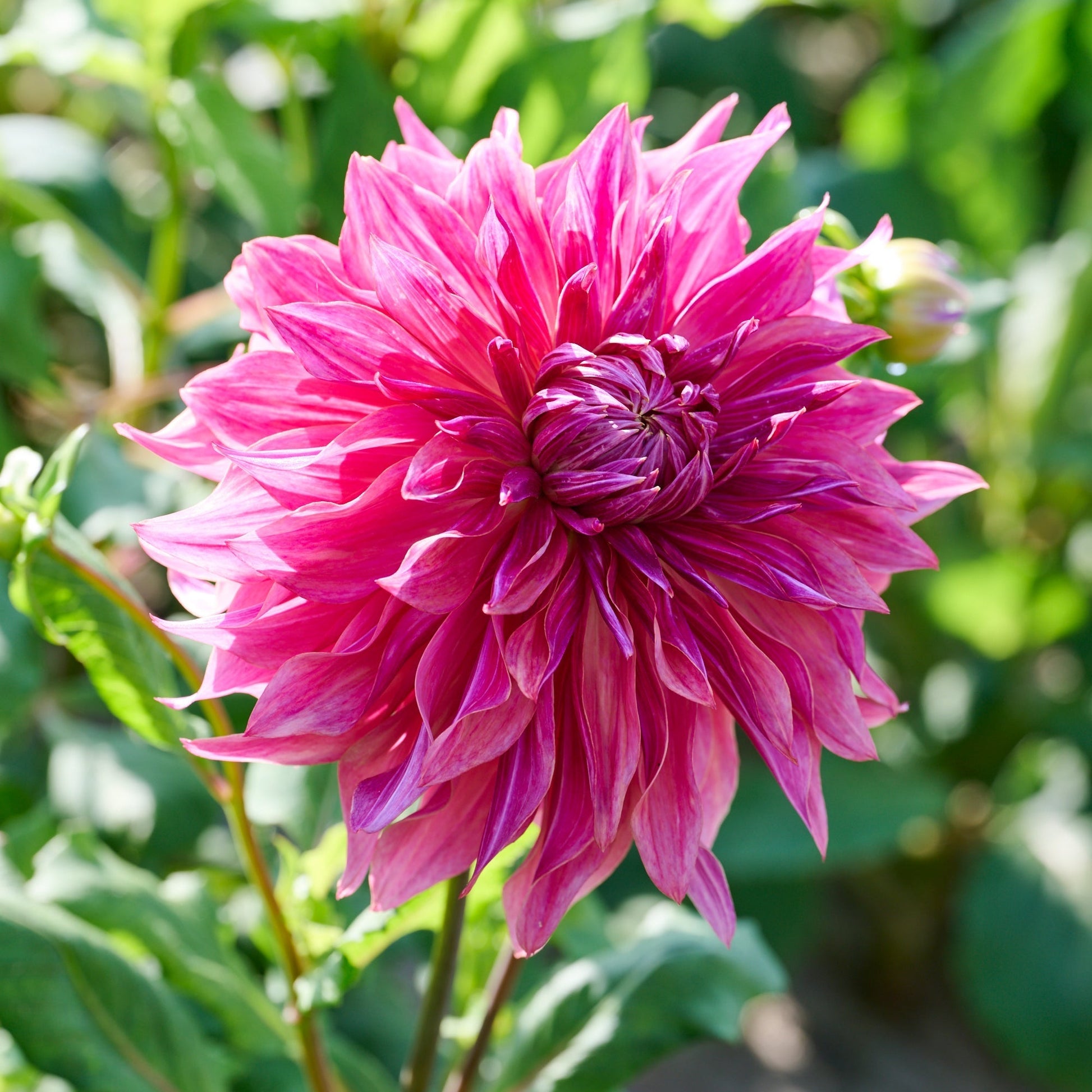 Dahlia mix 'Sorbet mix'