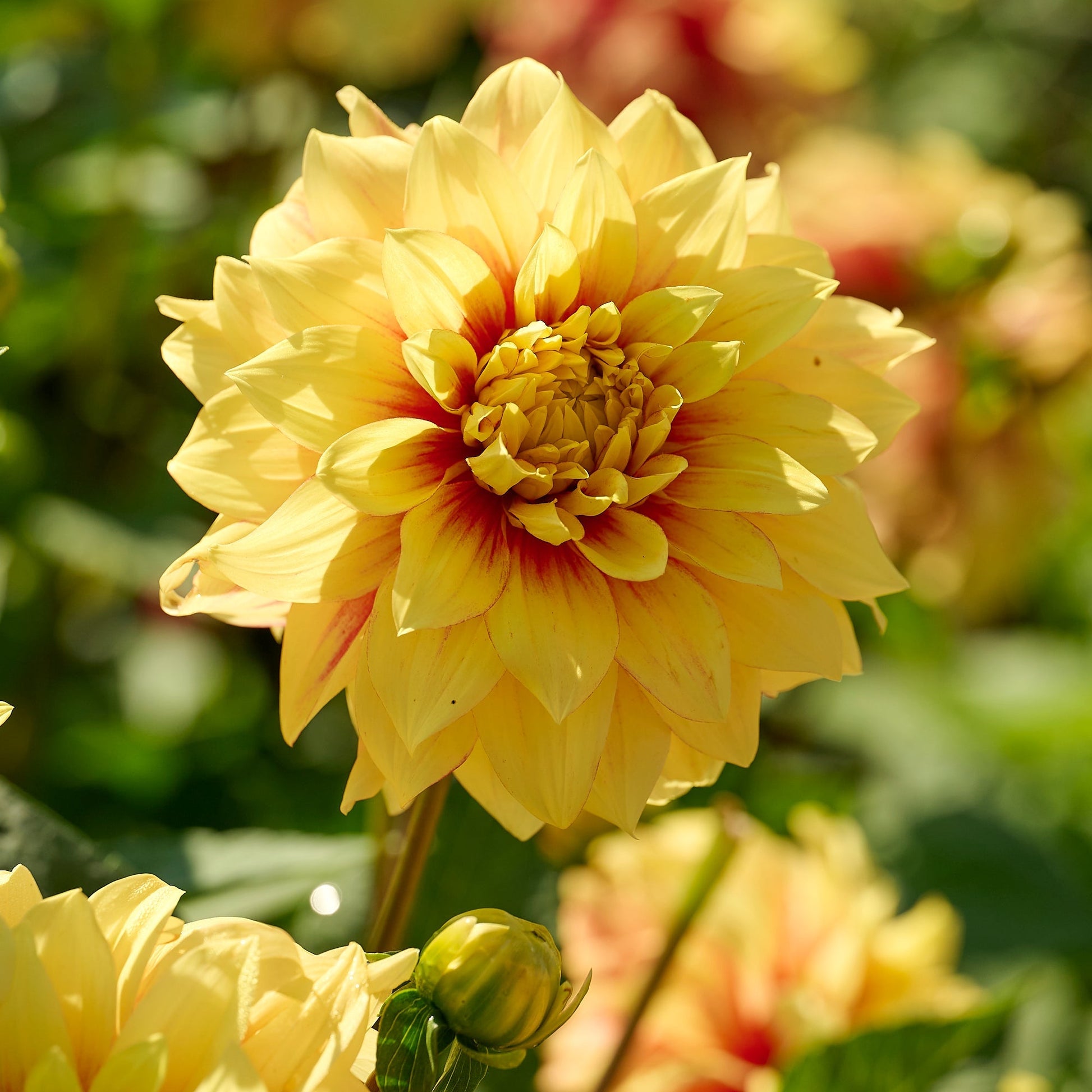 Dahlia mix 'Summer mix'