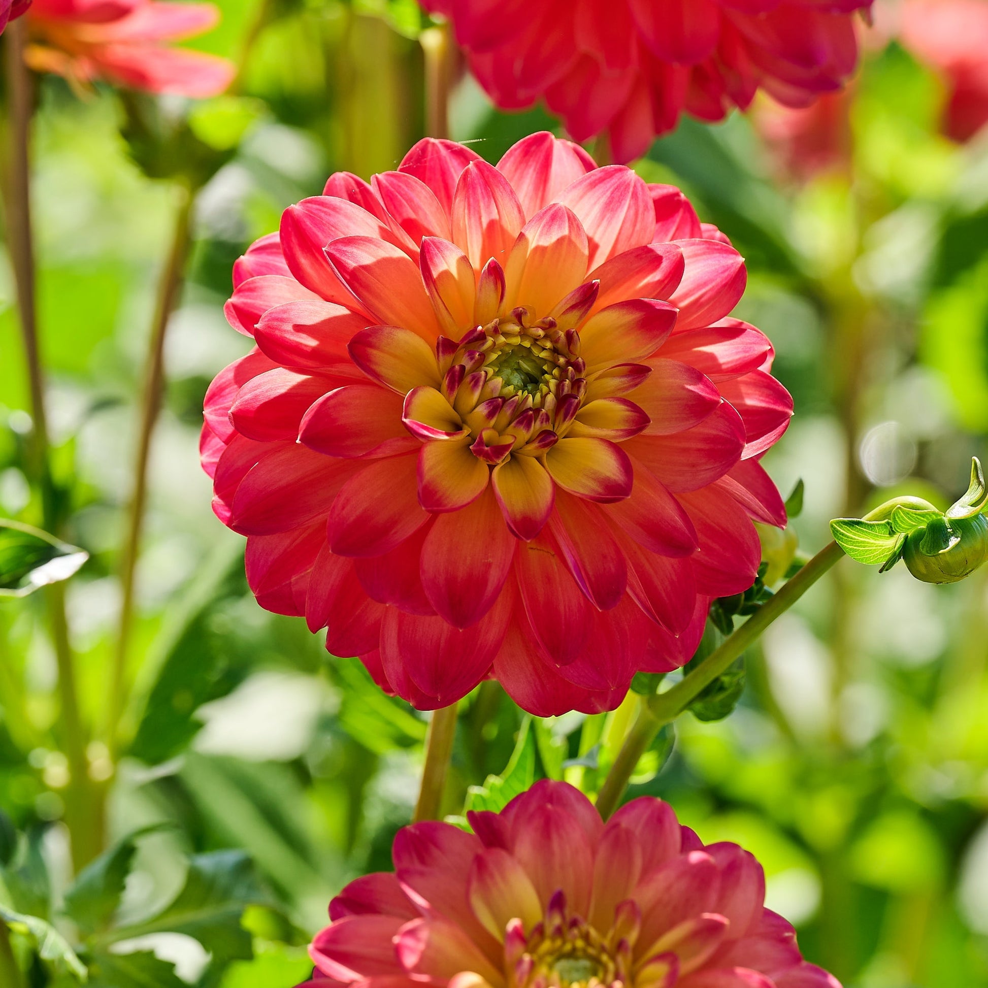 Dahlia mix 'Summer mix'