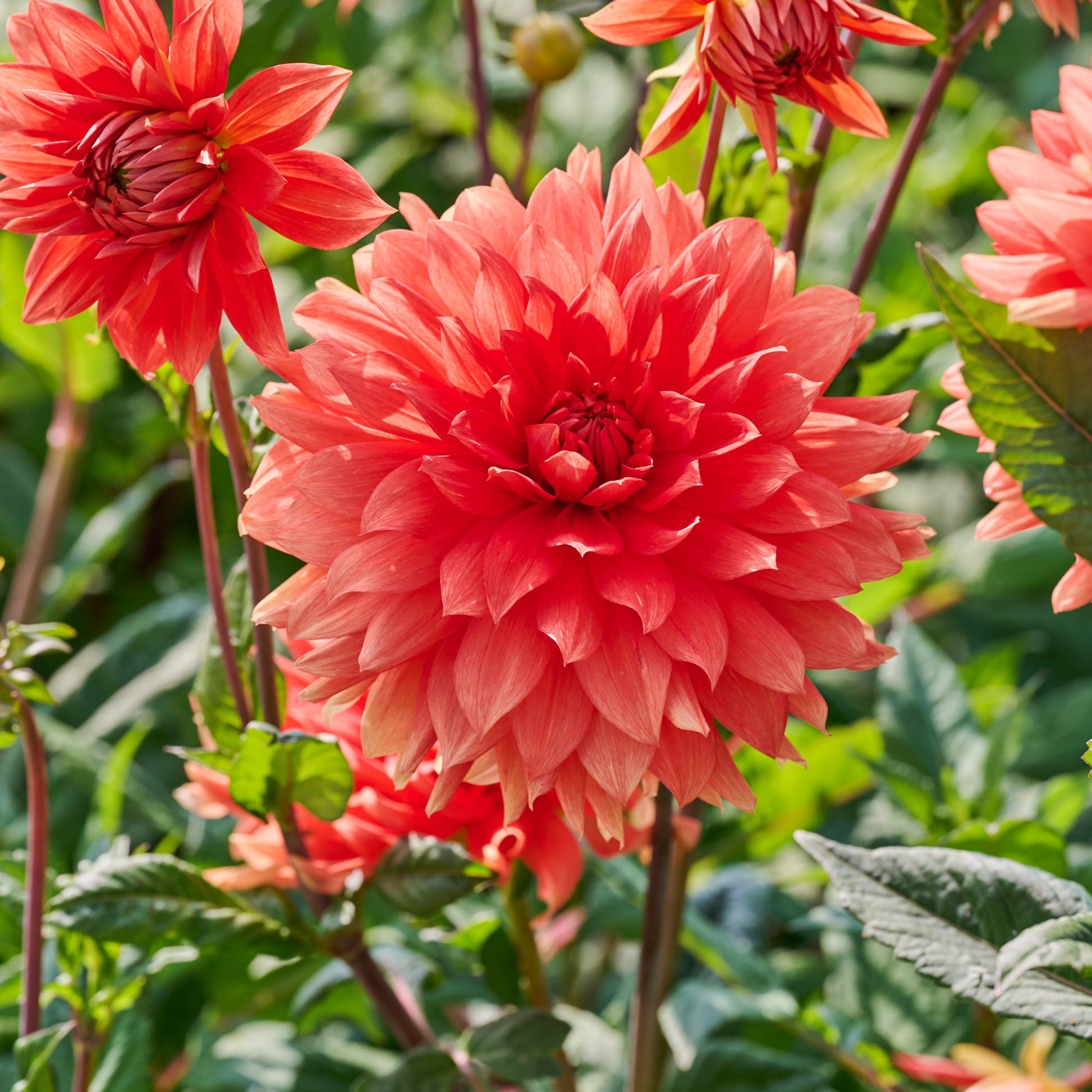 Dahlia mix 'Summer mix'