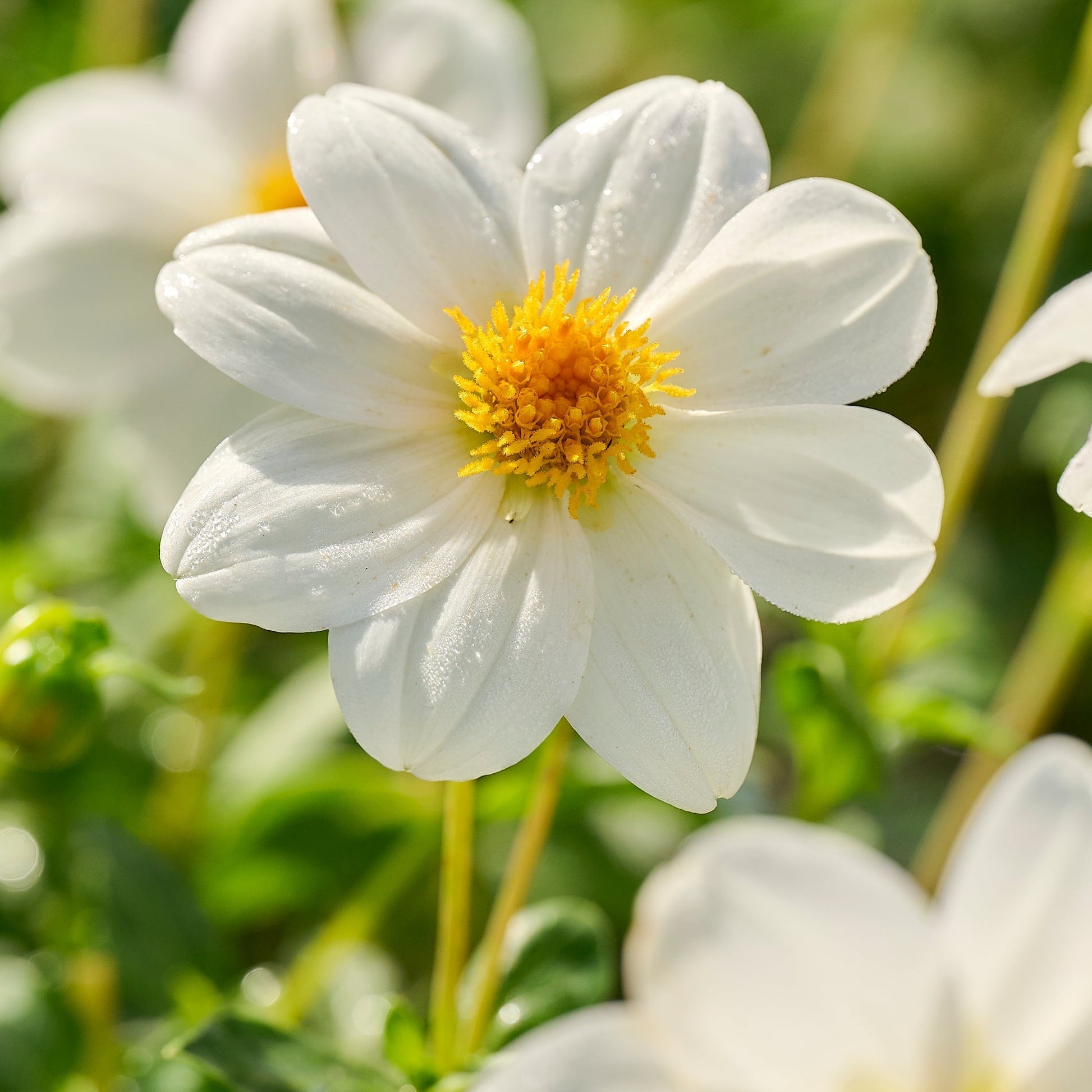 Dahlia 'Sneezy'