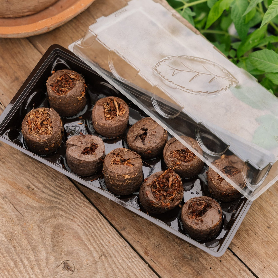 Drivhus med 10 væksthuller