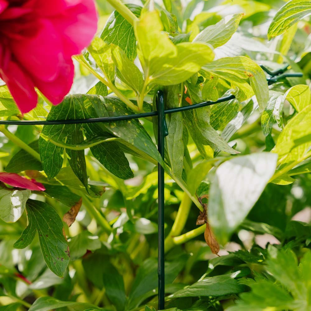 Enkel plantesupport ring, L: 40 cm B: 40cm H: 61 cm