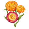 Blomfröer