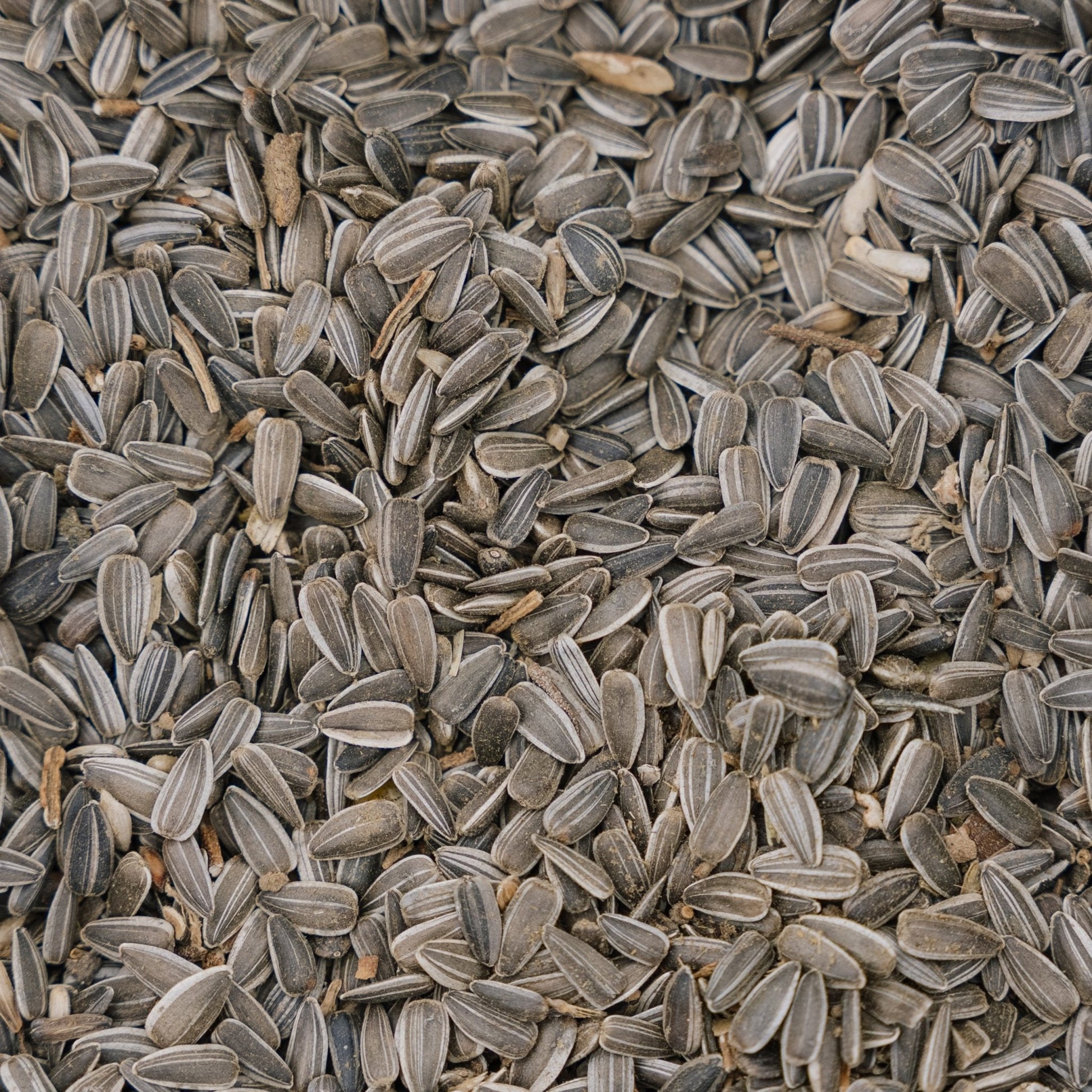 Fågelfoder, Solros naturlig, 5 L