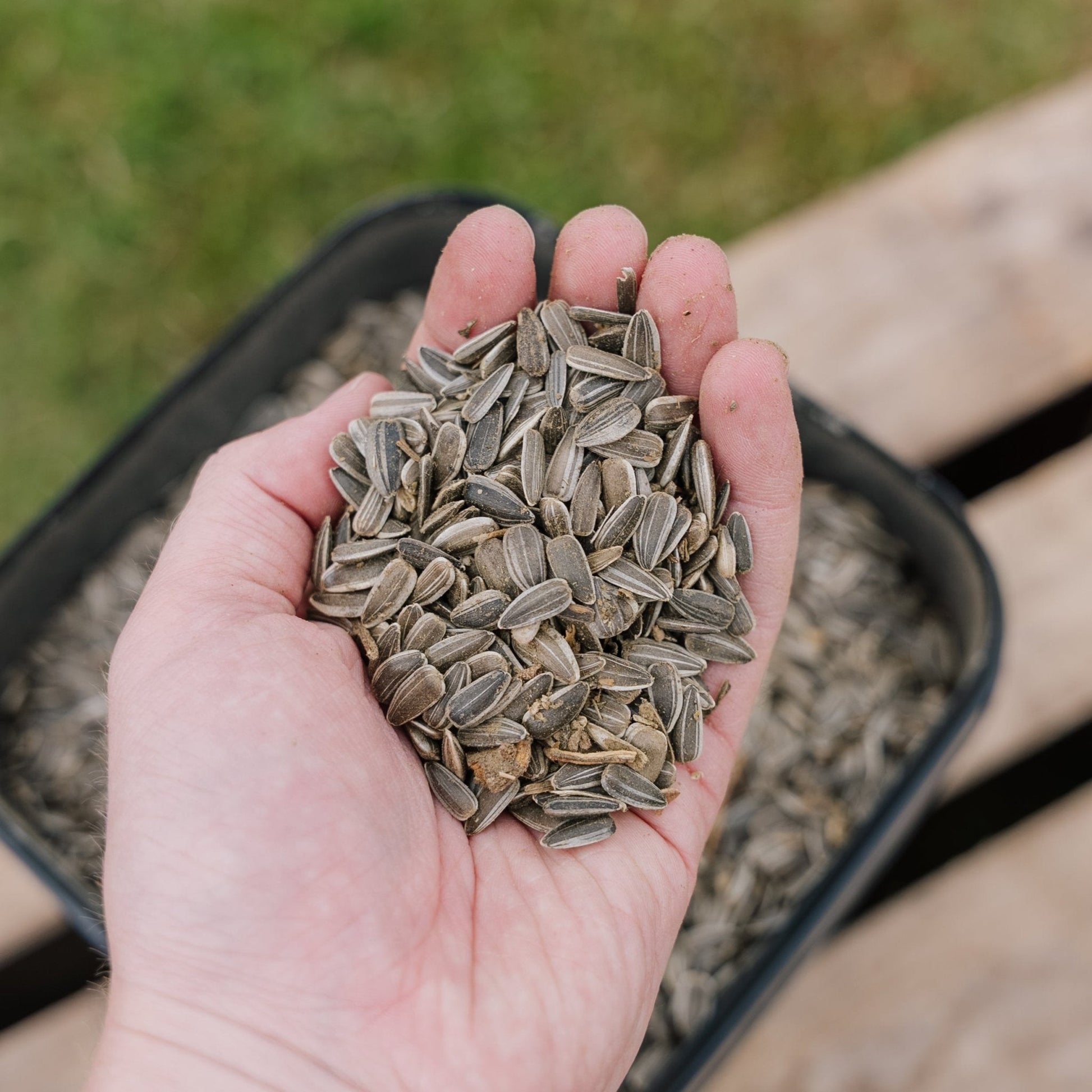 Fågelfoder, Solros naturlig, 5 L