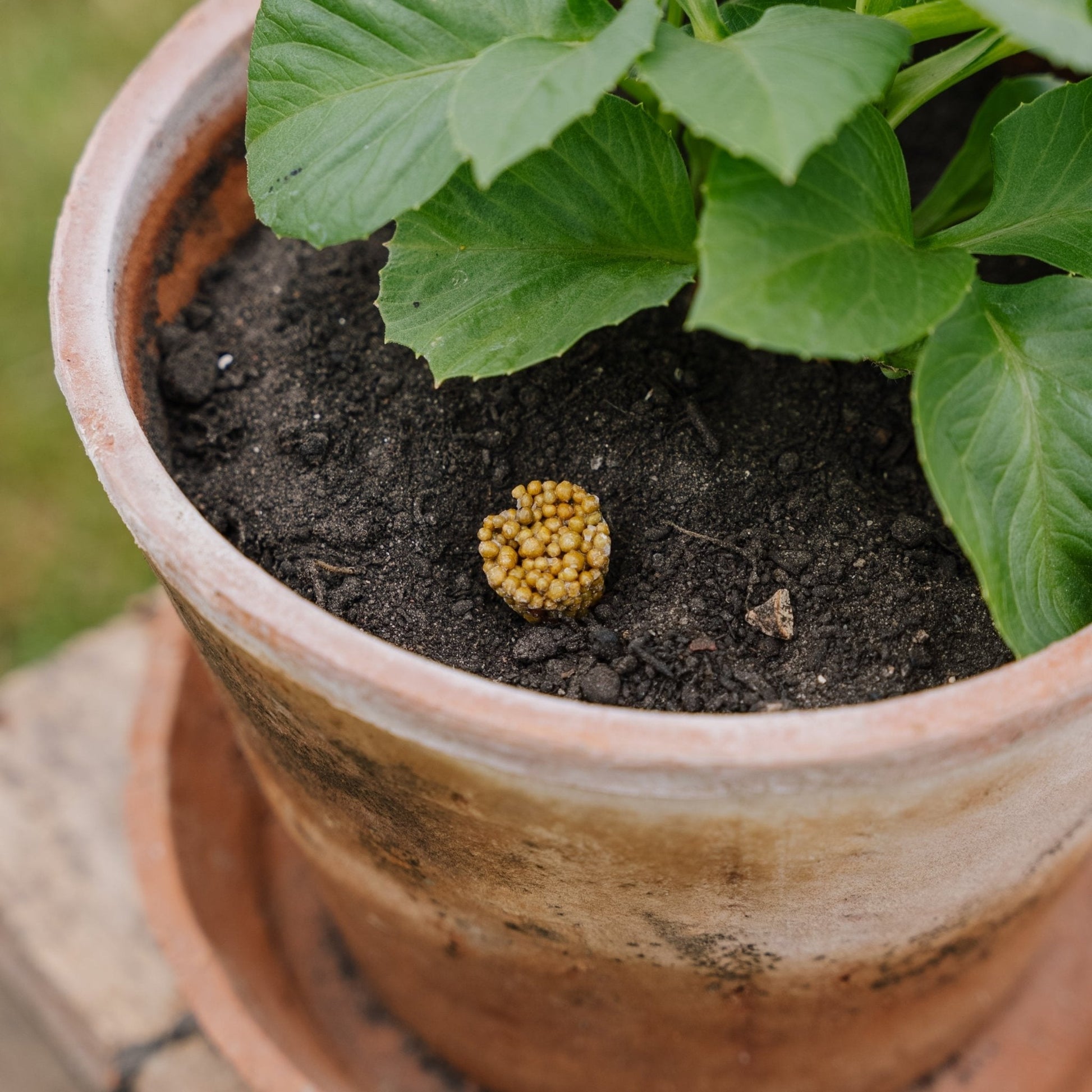 Gödningstabletter, 14/3/12, 10 st.