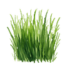 Gräsfrön