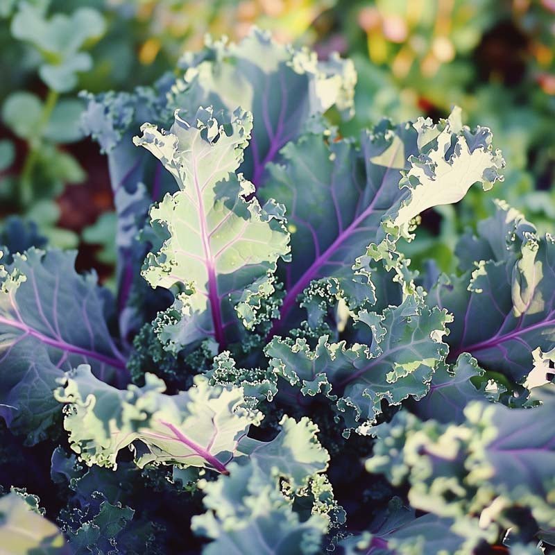 Grönkål frö 'Red Russian' - 50 Ekologiska Frön