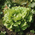Hovedsalat frø 'Suzan' - 200 Økologiske Frø