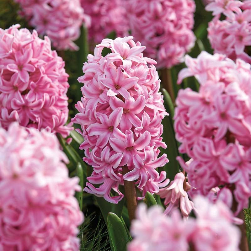 Hyacint 'Fondant'