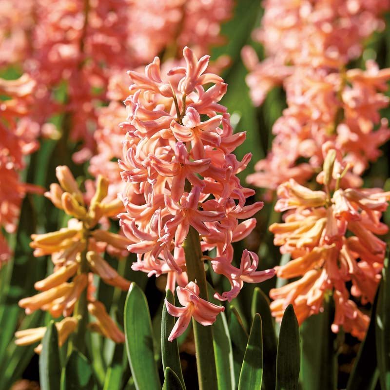 Hyacint 'Gipsy Queen'