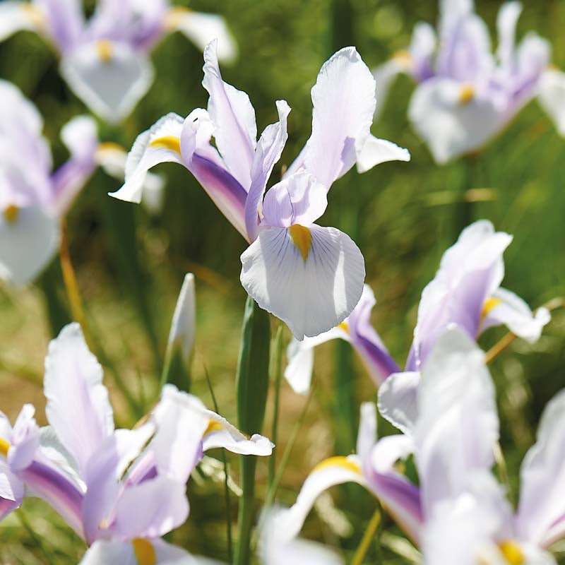 Iris 'Carmen'