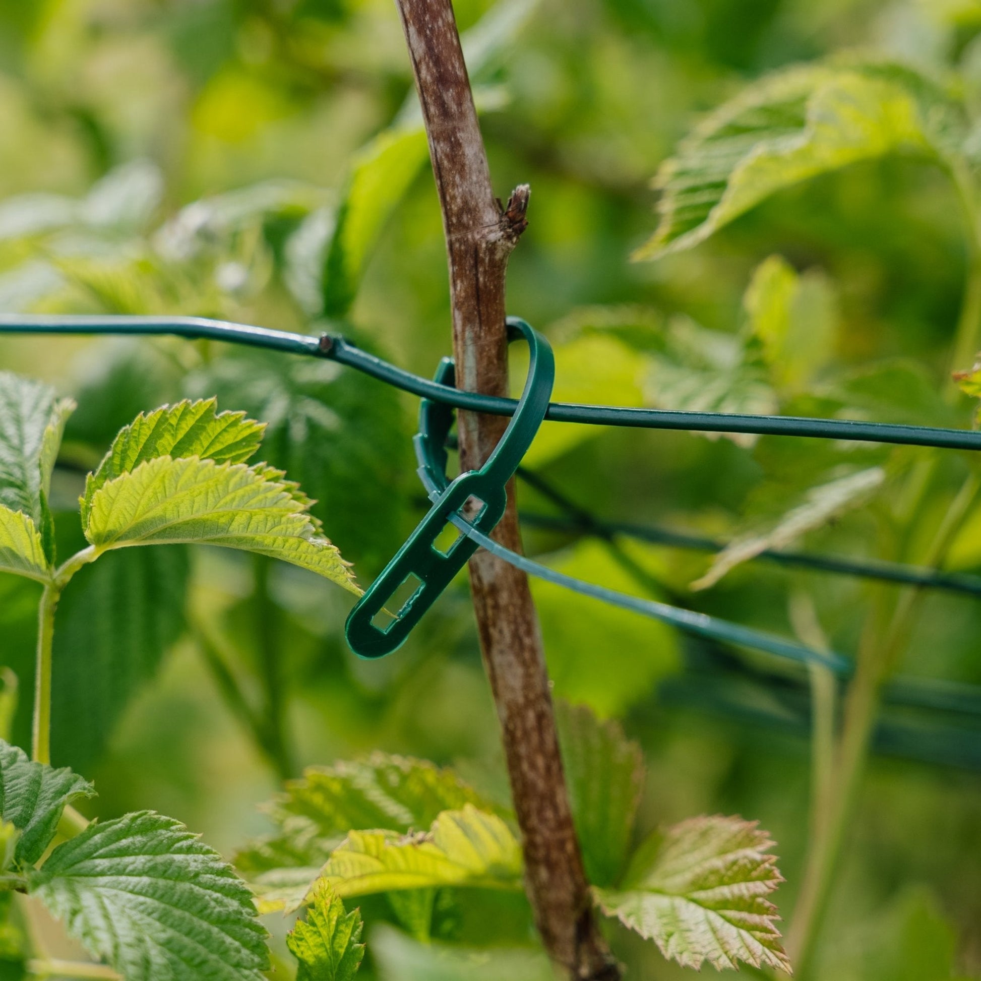 Justerbare plantebånd