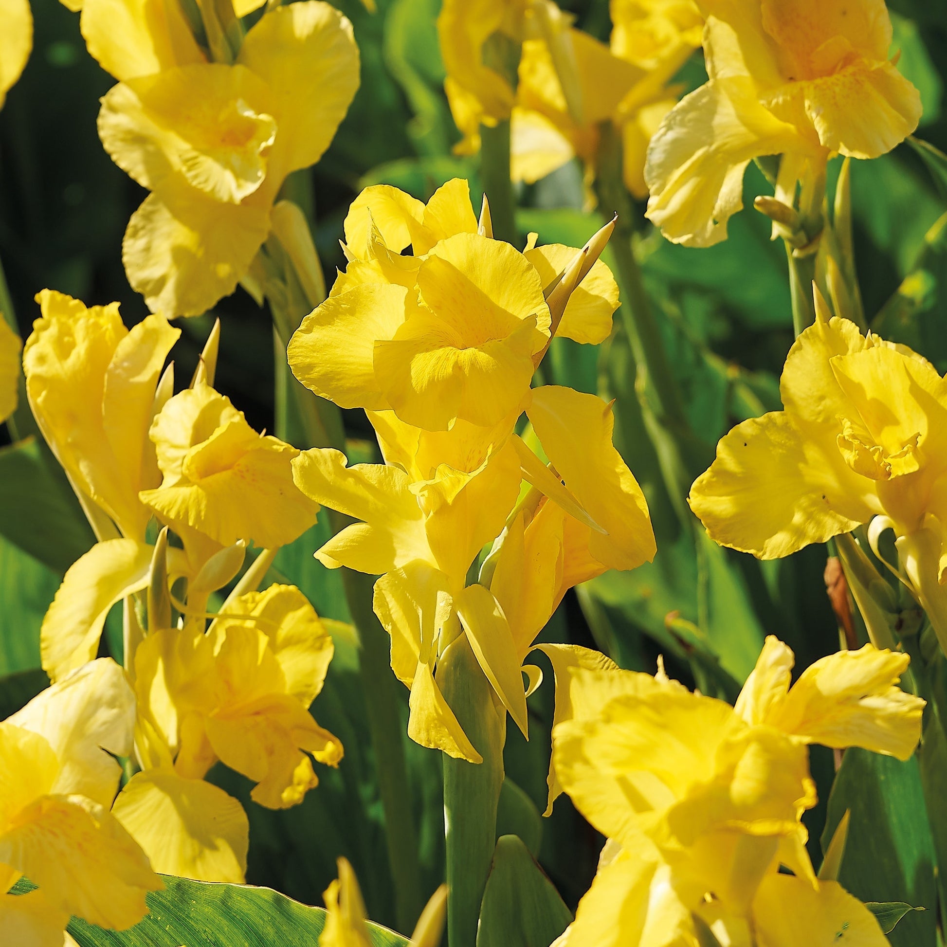 Kanna ‘Yellow Futurity’