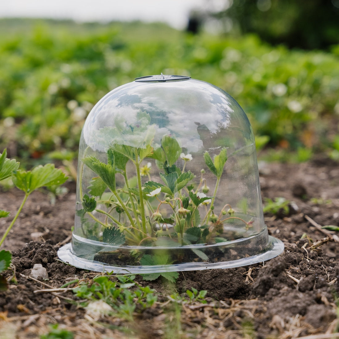 Klokkelokker, 3 stk.