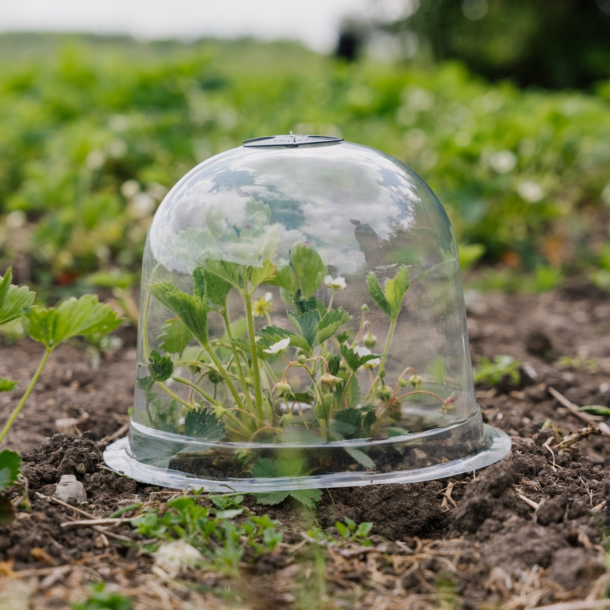 Klokkelokker, 3 stk.