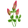 Blomfröer