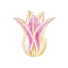 Tulpaner