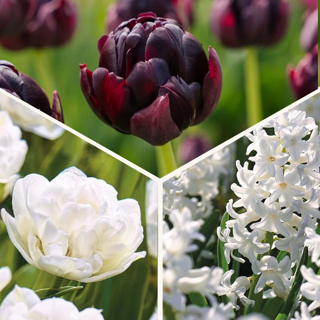 Löklasagne 'Black & White Elegance'