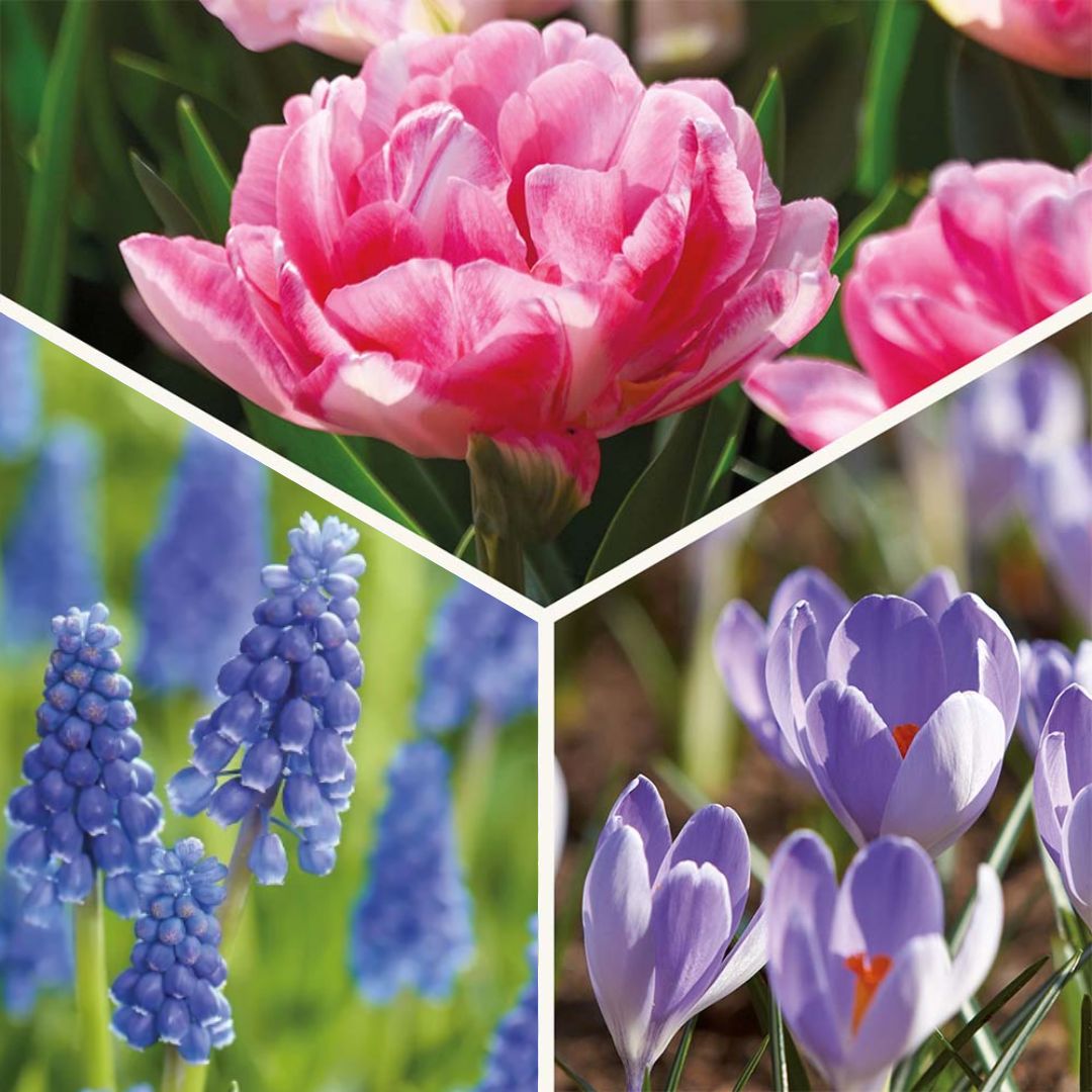 Löklasagne 'Blush & Breeze'