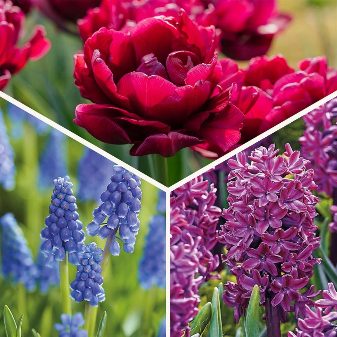 Löklasagne 'Cotton Candy Mix'