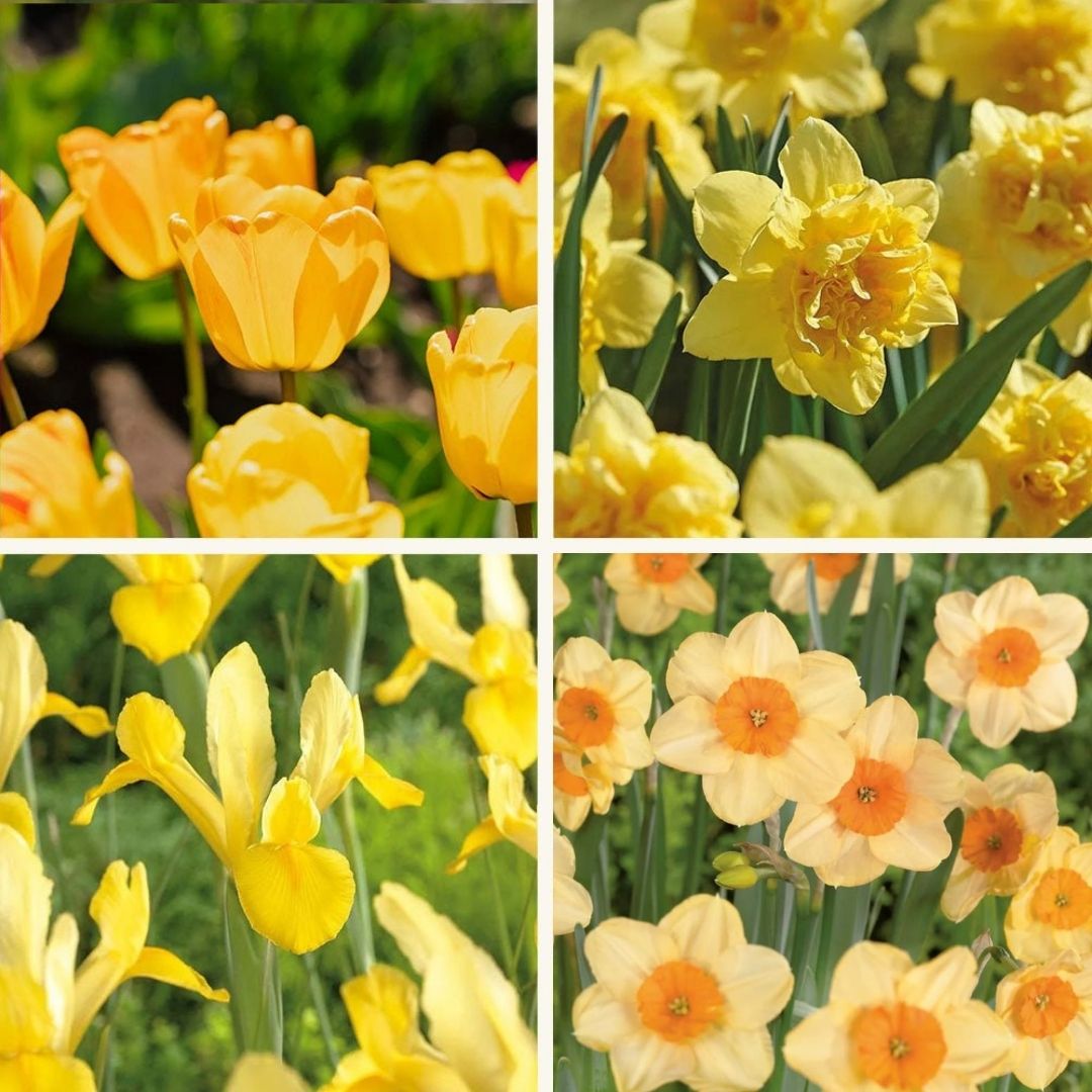 Löklasagne ‘Golden Spring’