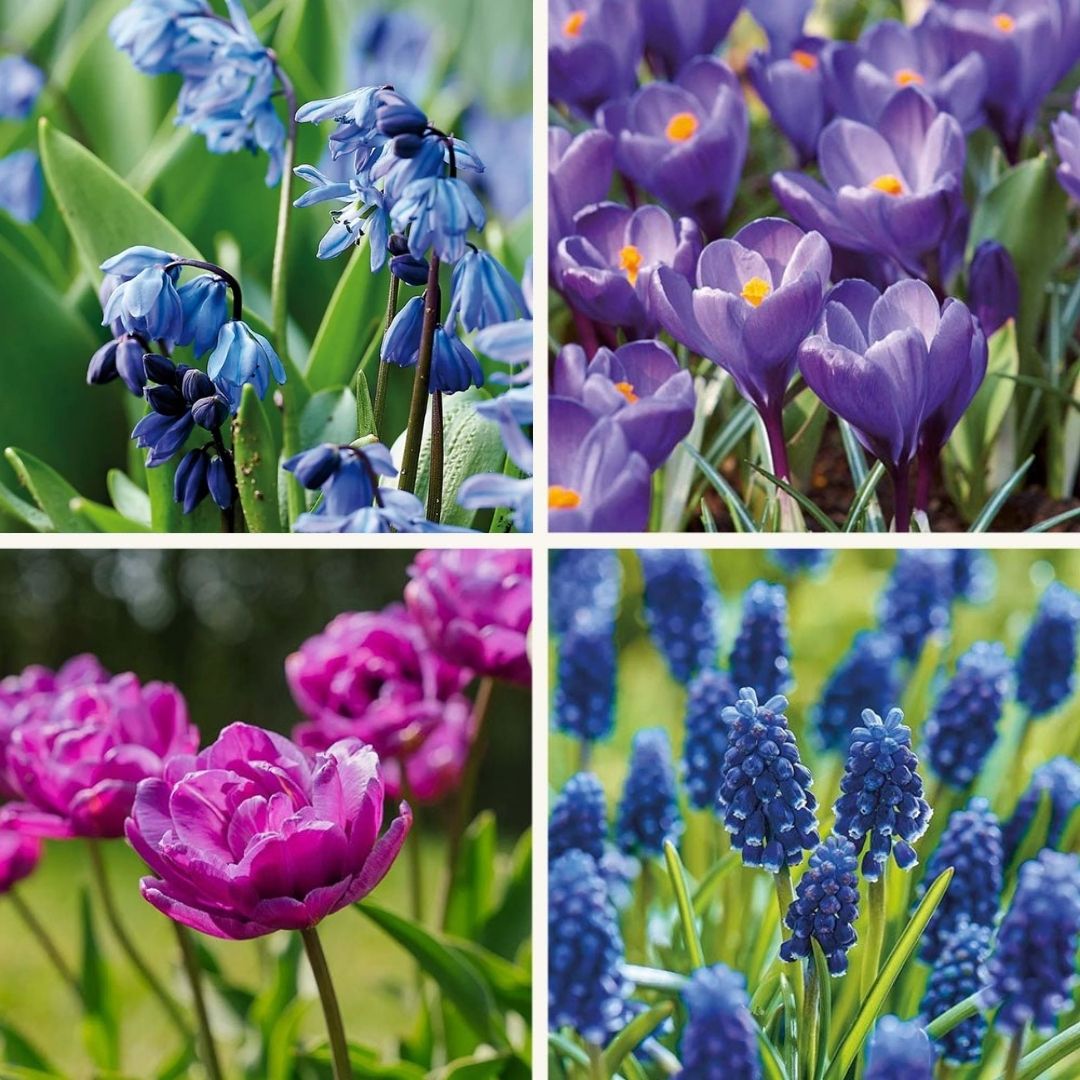 Löklasagne ‘Midnight Blue’