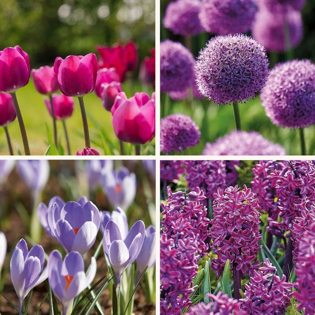 Löklasagne ‘Purple Dreams’