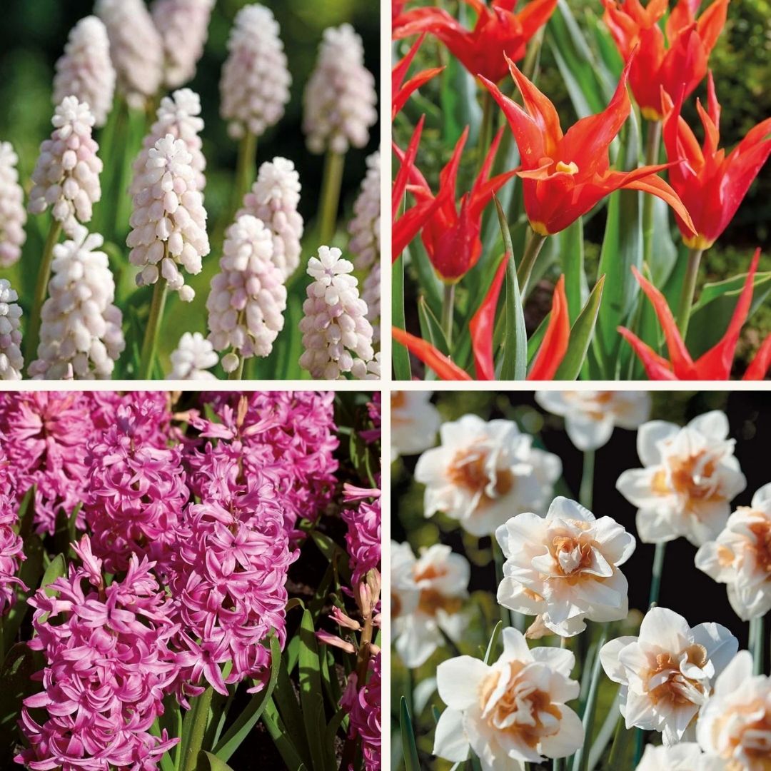 Löklasagne ‘Spring Sorbet’