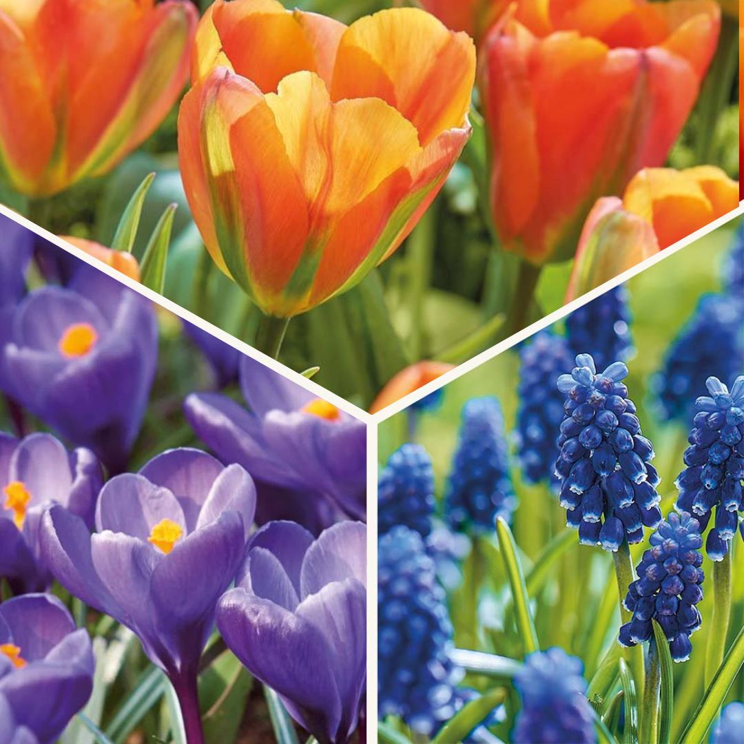 Löklasagne 'Sunset Punch'