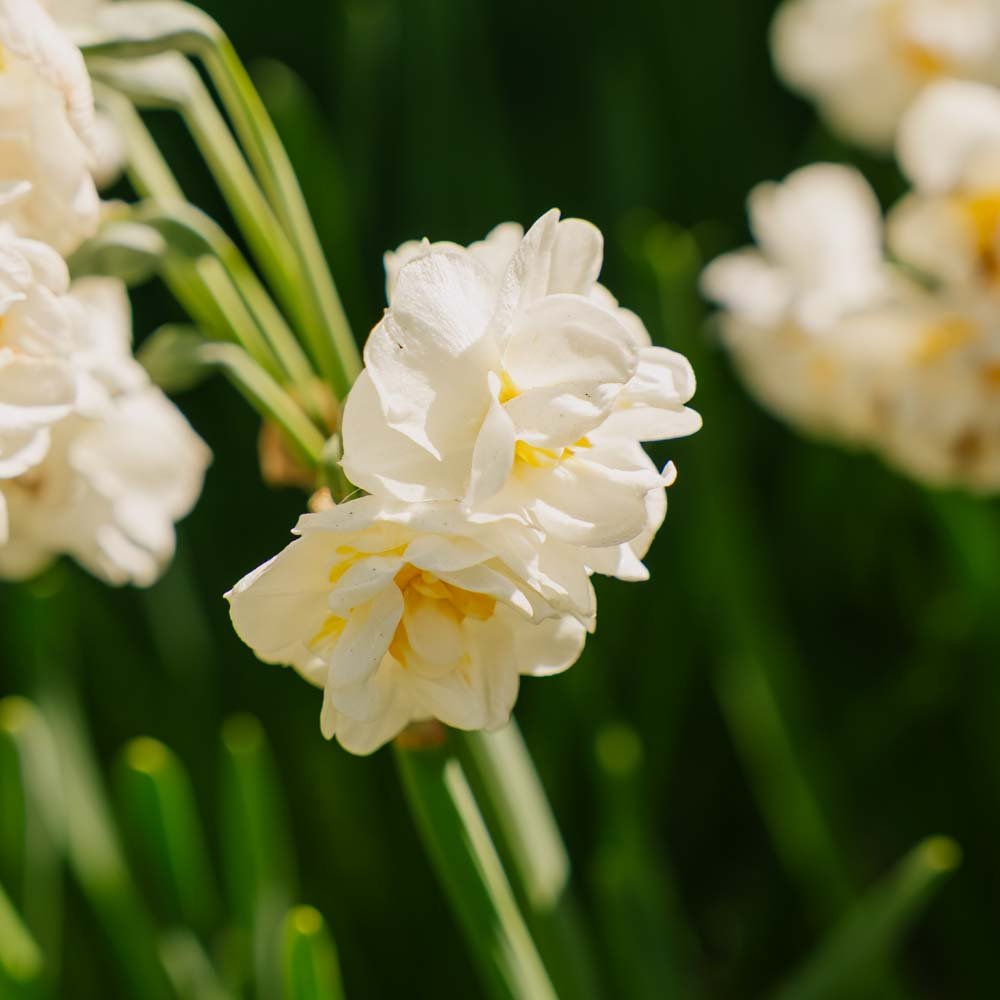 Narciss 'Bridal Crown'