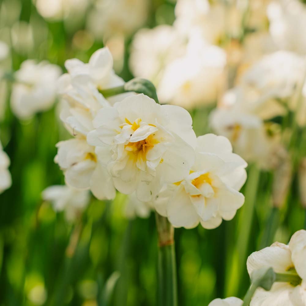 Narcissus 'Bridal Crown'